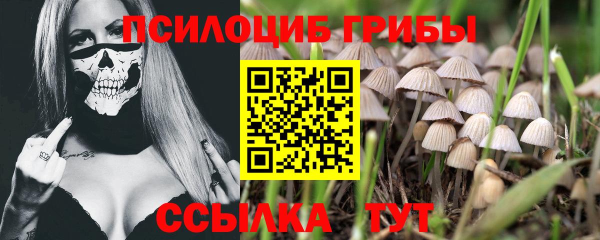 Псилоцибиновые грибы Psilocybine cubensis Тельмана